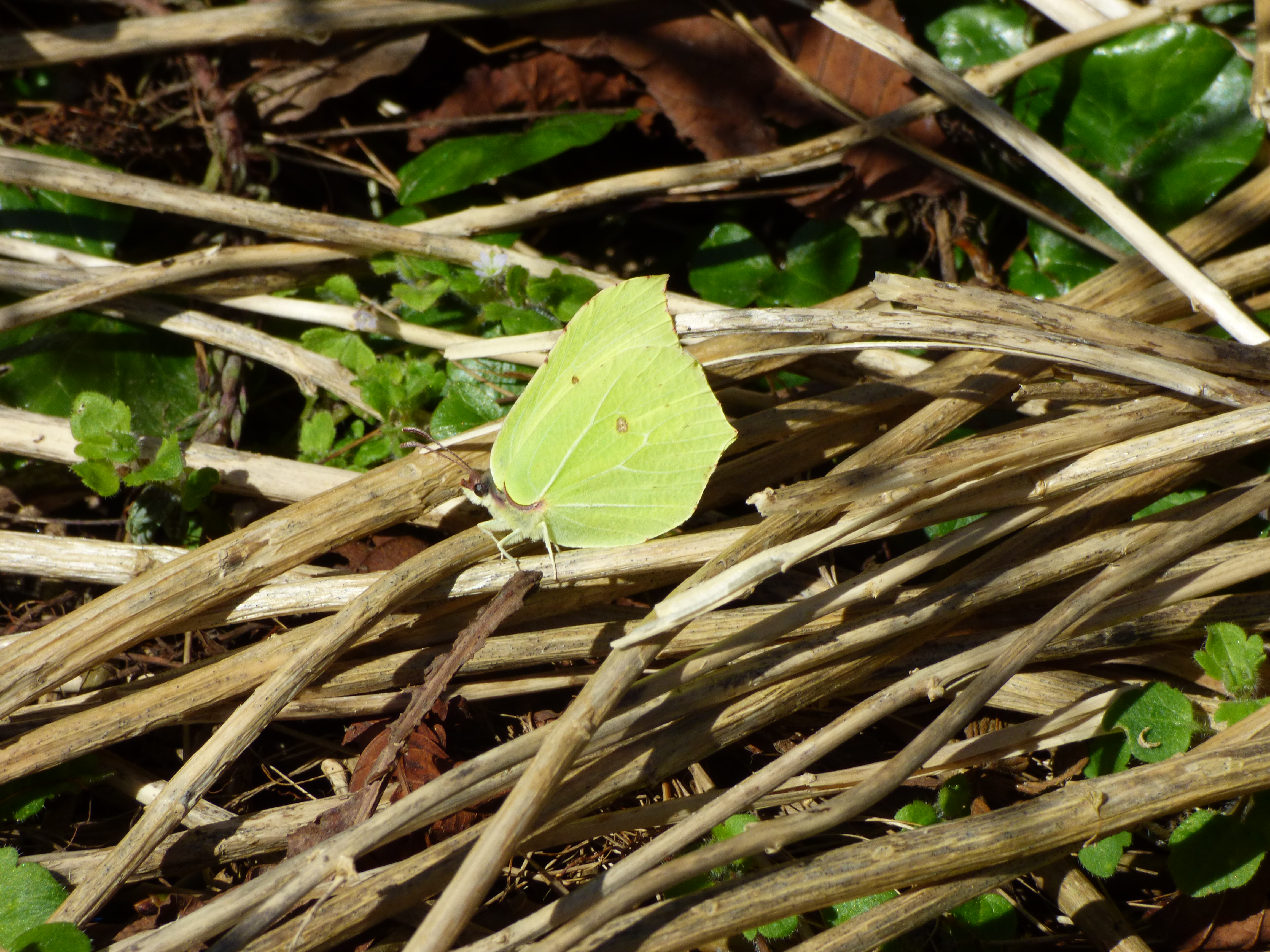 citronsommerfugl på kviste